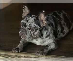 Mother of the French Bulldog puppies born on 04/21/2022