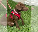 Small #2 Labrador Retriever Mix