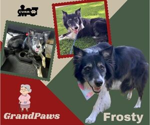 Border Collie Dogs for adoption in Lindsay, CA, USA