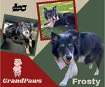 Small Border Collie