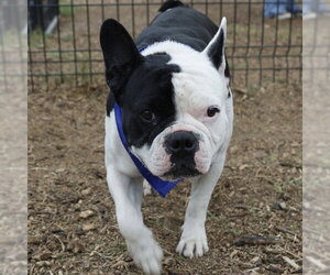 American Bulldog Dogs for adoption in San Antonio, TX, USA