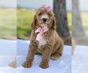 Goldendoodle (Miniature) Puppy for sale in FROSTPROOF, FL, USA