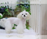 Small Photo #12 Maltese Puppy For Sale in HILO, HI, USA