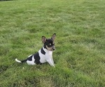 Puppy Dakota Rat Terrier