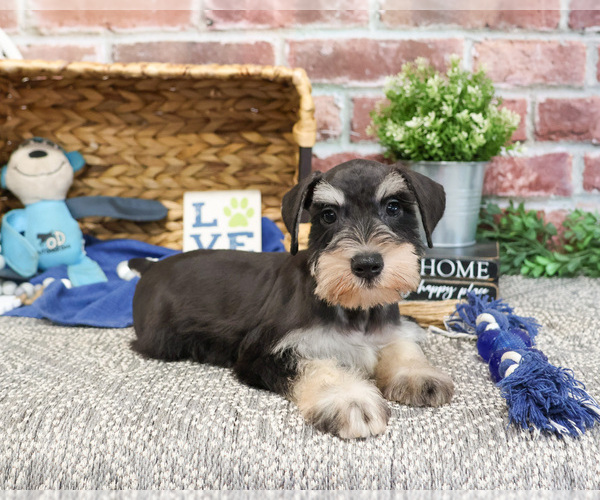 Medium Photo #5 Schnauzer (Miniature) Puppy For Sale in SYRACUSE, IN, USA