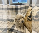 Small #2 English Cream Golden Retriever
