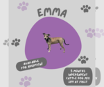 Small #2 American Pit Bull Terrier Mix