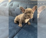 Small Photo #32 French Bulldog Puppy For Sale in POINT REYES STATION, CA, USA