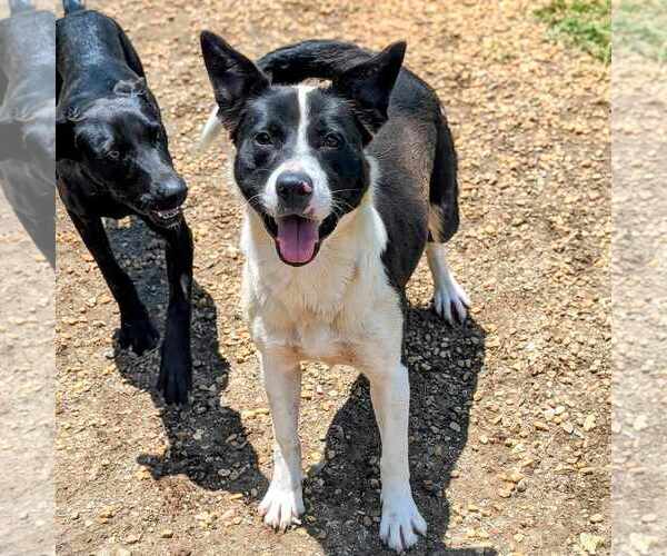 Medium Photo #4 Border Collie-Unknown Mix Puppy For Sale in Anniston, AL, USA