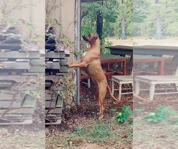Medium Photo #1 Rhodesian Ridgeback Puppy For Sale in ALBA, TX, USA
