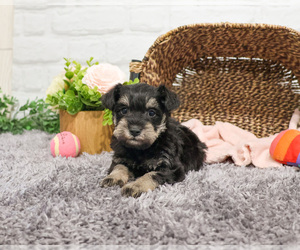 Schnauzer (Miniature) Puppy for sale in SYRACUSE, IN, USA