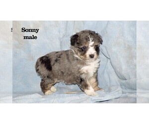 Aussiedoodle Miniature Litter for sale in CLARE, MI, USA