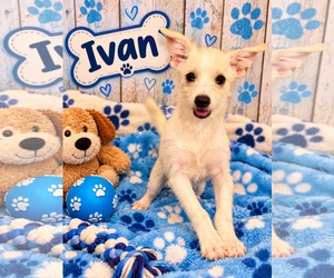 Mutt Dogs for adoption in Jackson Township, NJ, USA