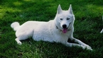 Small Photo #1 Siberian Husky Puppy For Sale in ALBION, NE, USA
