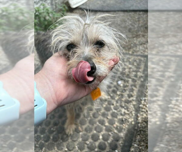 Medium Photo #7 Mutt Puppy For Sale in Mukwonago, WI, USA