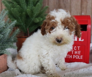 Poodle (Miniature) Puppy for sale in HONEY BROOK, PA, USA