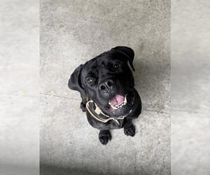 Mutt Dogs for adoption in San Martin, CA, USA