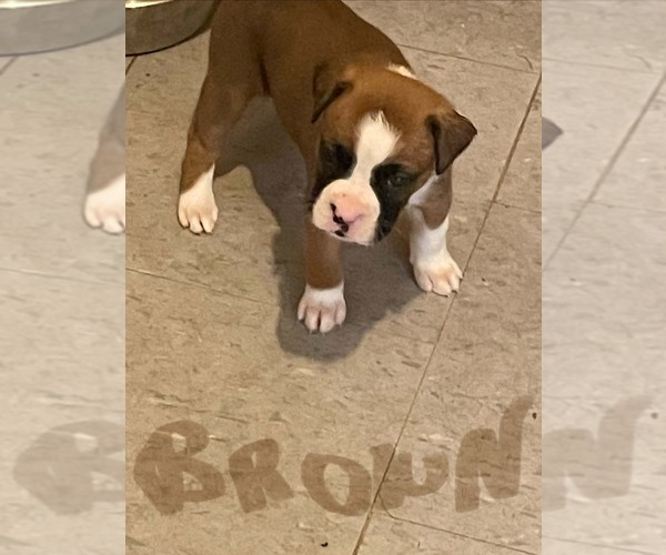 Medium Photo #5 Boxer Puppy For Sale in VICTORIA, TX, USA