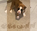 Small #4 Boxer