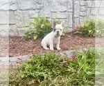 Puppy Puppy 1 French Bulldog