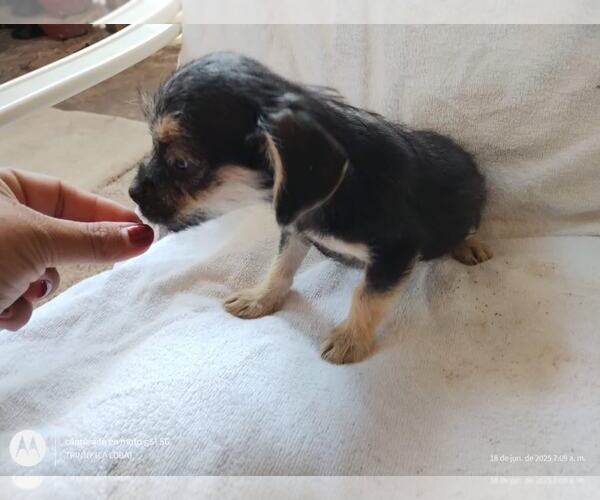 Medium Photo #1 Chihuahua-Unknown Mix Puppy For Sale in Arlington, WA, USA