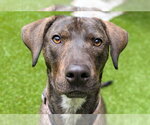 Small #11 Mountain Cur Mix