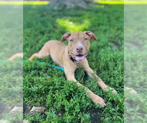 Mutt Dogs for adoption in Philadelphia, PA, USA