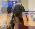Small Photo #6 Doberman Pinscher Puppy For Sale in CORRIGAN, TX, USA