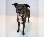 Small #1 Labrador Retriever Mix