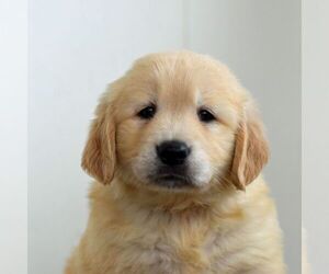 Golden Retriever Puppy for sale in NEWPORT, PA, USA