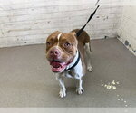 MYSTIQUE - Female Mutt Dog for Adoption - Small photo