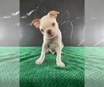 Puppy Gandalf AKC Boston Terrier