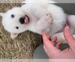 Small Photo #3 Alusky Puppy For Sale in BRADENTON, FL, USA