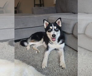 Siberian Husky-Unknown Mix Dogs for adoption in Columbus, IN, USA