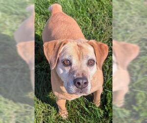 Beagle Dogs for adoption in Akron, OH, USA