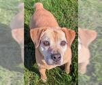 ELY - Female Beagle Dog for Adoption - Small photo