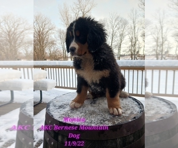 Medium Photo #1 Bernese Mountain Dog Puppy For Sale in SHIPSHEWANA, IN, USA