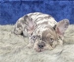 Small Photo #11 French Bulldog Puppy For Sale in BLAKESBURG, IA, USA