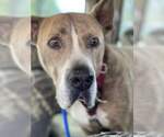 Small #8 American Pit Bull Terrier-Great Dane Mix