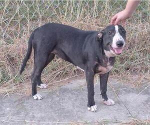 Bull Terrier-Unknown Mix Dogs for adoption in San Antonio, TX, USA