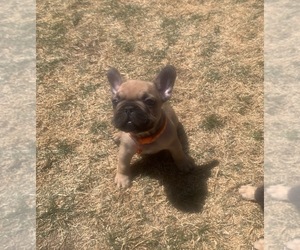 French Bulldog Puppy for sale in PARKER, CO, USA