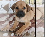 Small #2 Labrador Retriever Mix