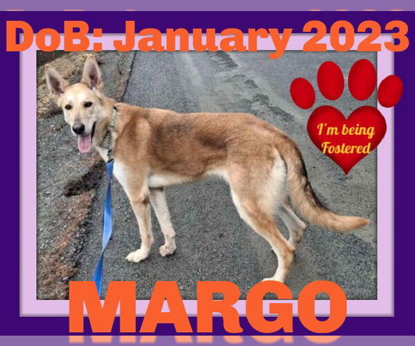 Medium Photo #4 Collie-German Shepherd Dog Mix Puppy For Sale in Sebec, ME, USA