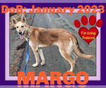 Small #3 Collie-German Shepherd Dog Mix