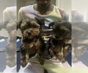 Yorkshire Terrier Puppy for sale in NORTH AUGUSTA, SC, USA