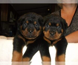 Rottweiler Puppy for sale in CROWLEY, TX, USA
