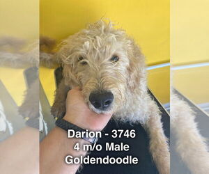 Golden Retriever Dogs for adoption in Studio City, CA, USA