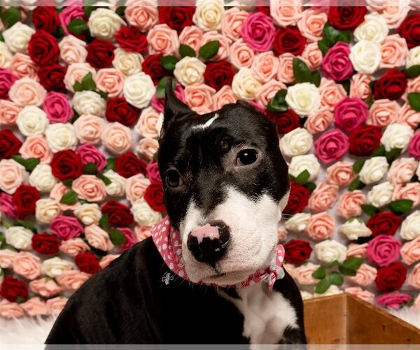 Medium Photo #6 Staffordshire Bull Terrier-Unknown Mix Puppy For Sale in Derwood, MD, USA