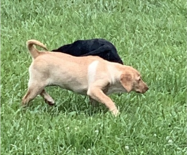 Medium Photo #6 Labrador Retriever Puppy For Sale in SPOTSYLVANIA, VA, USA
