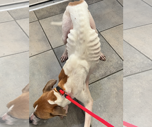 Gracie - Female Boxer-Unknown Mix Dog for Adoption - Photo #4